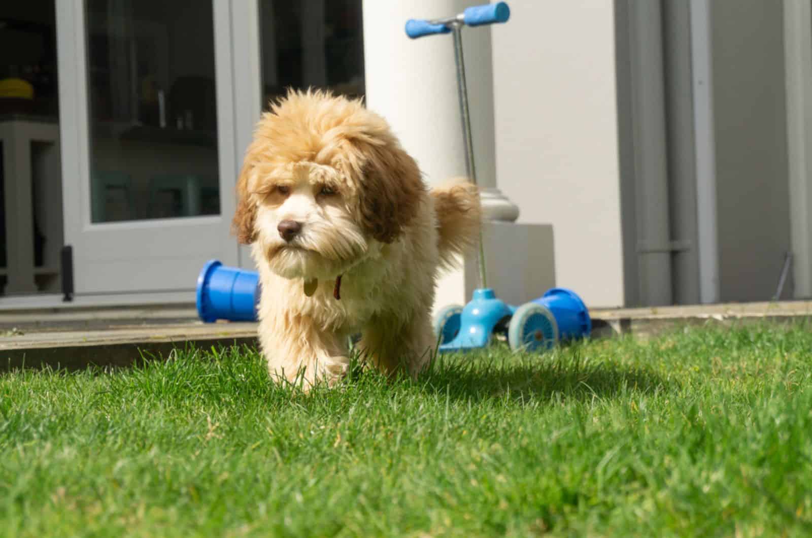 lowchen puppy in the yard