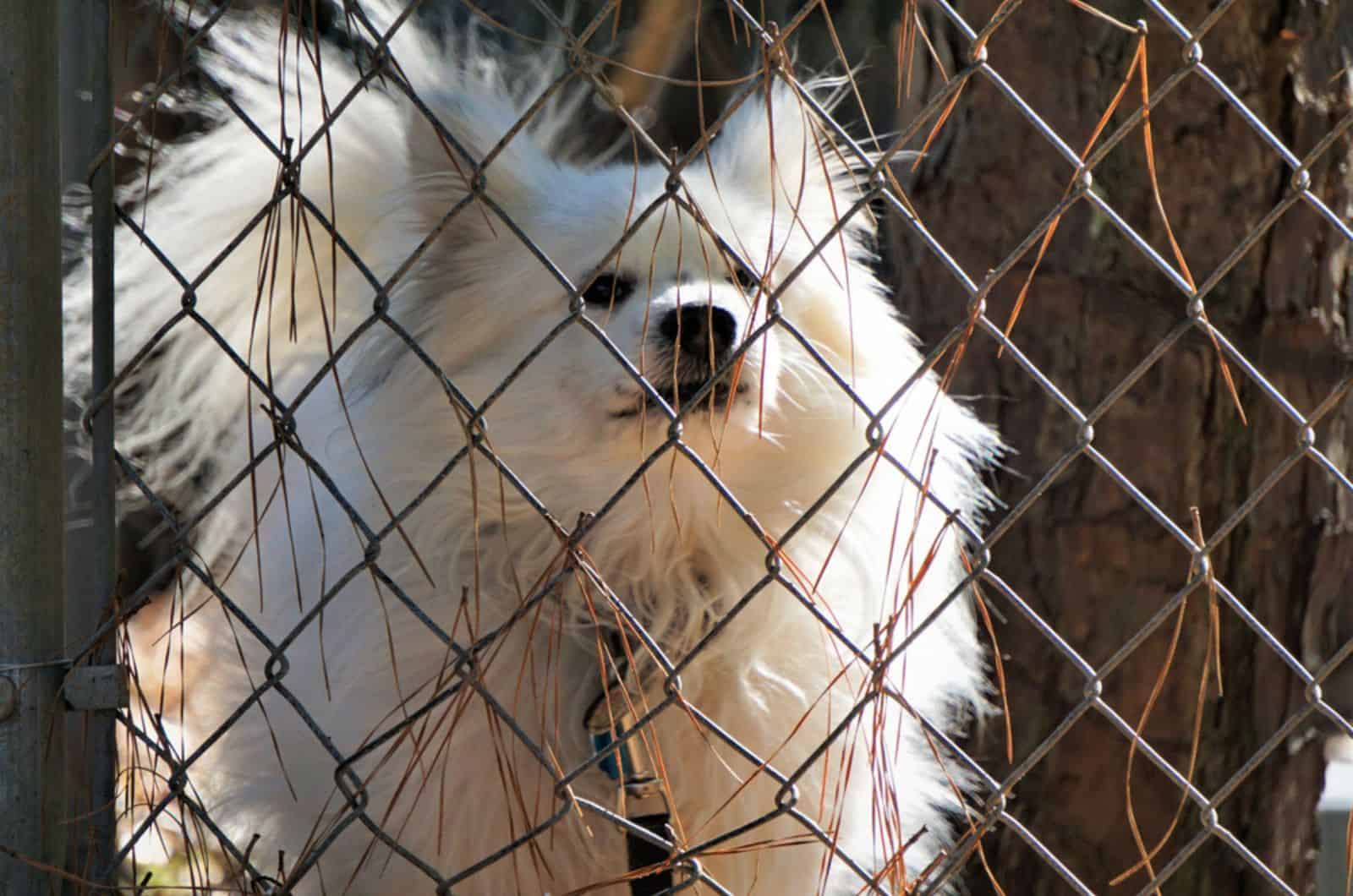 malitpom dog standing in the dog house