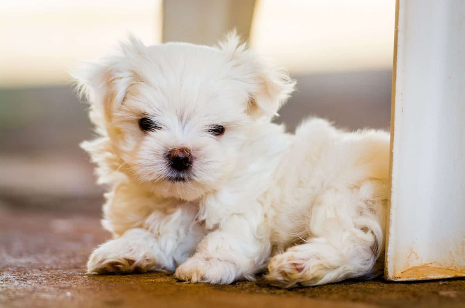 maltese puppy lying on the ground