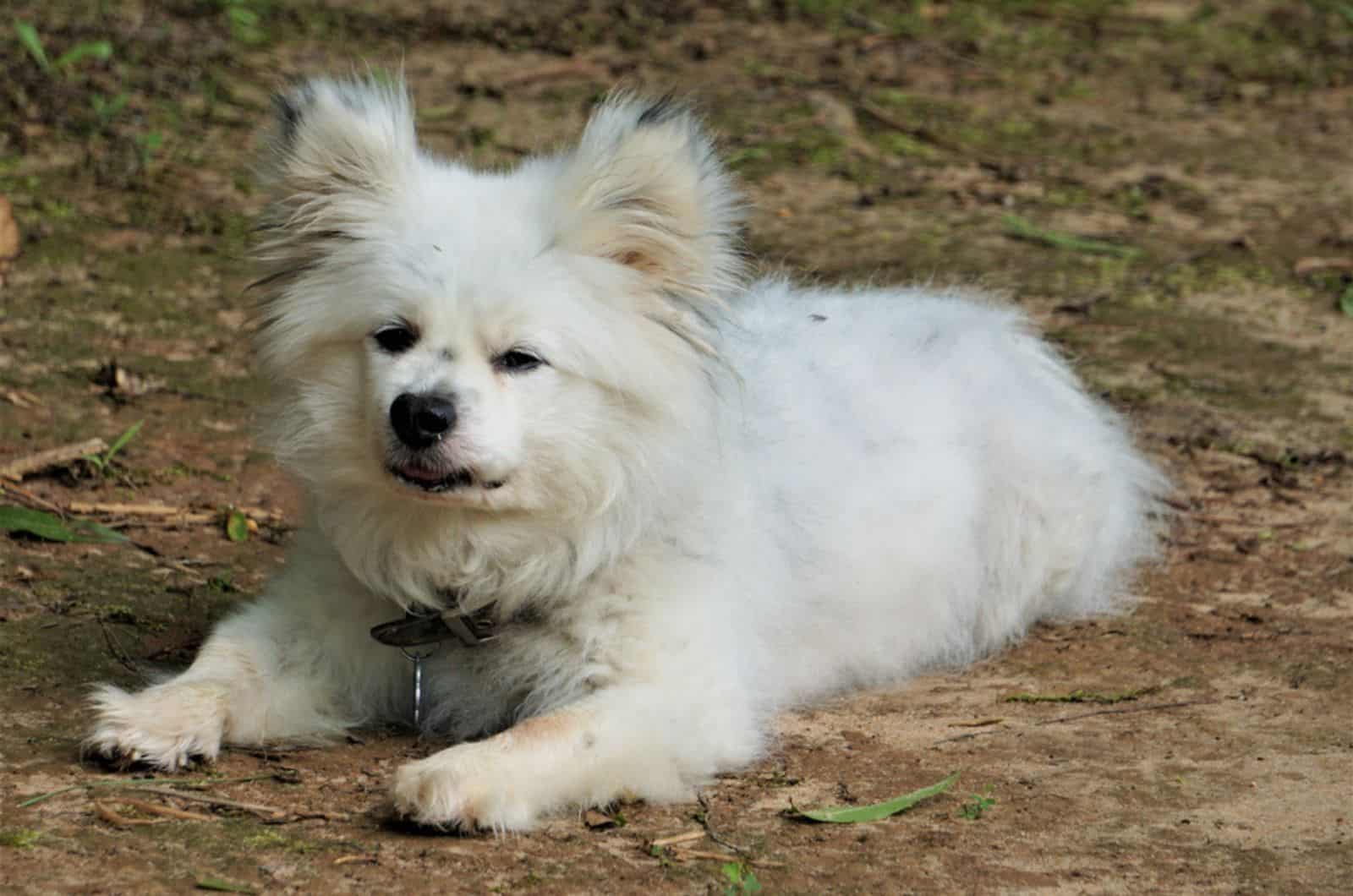 maltipom lying down on the ground