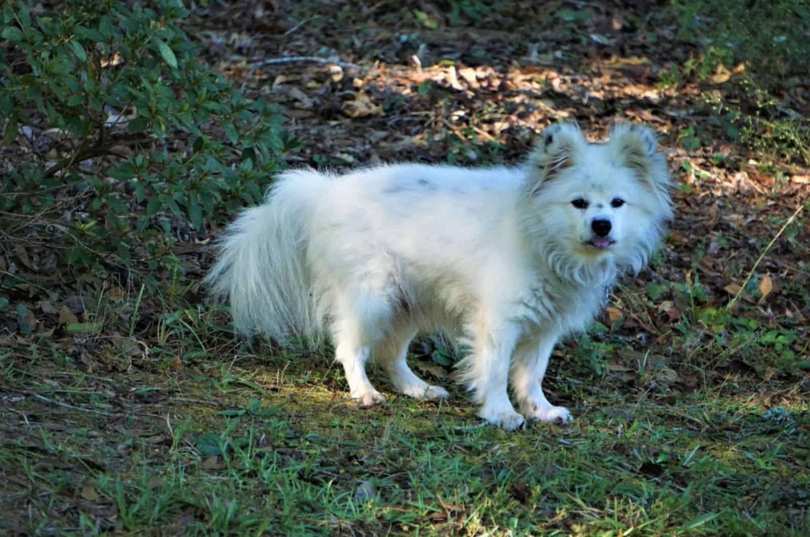 maltipom dog in nature