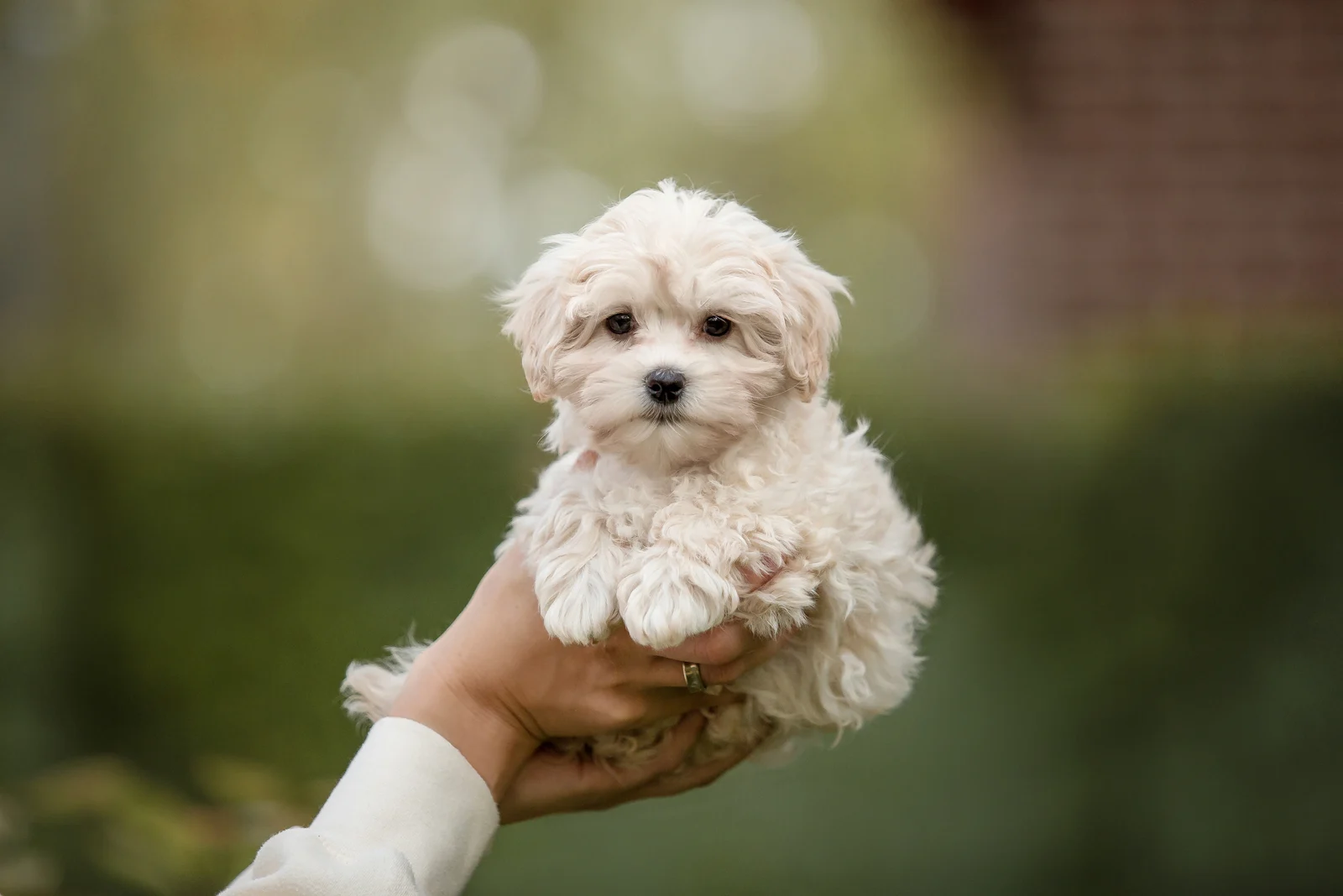 maltipoo puppy being held