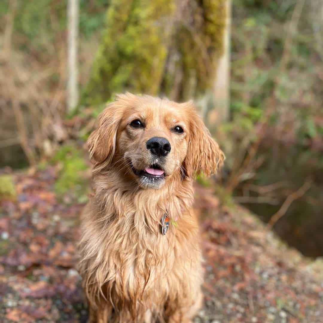 mini golden retriever in the nature