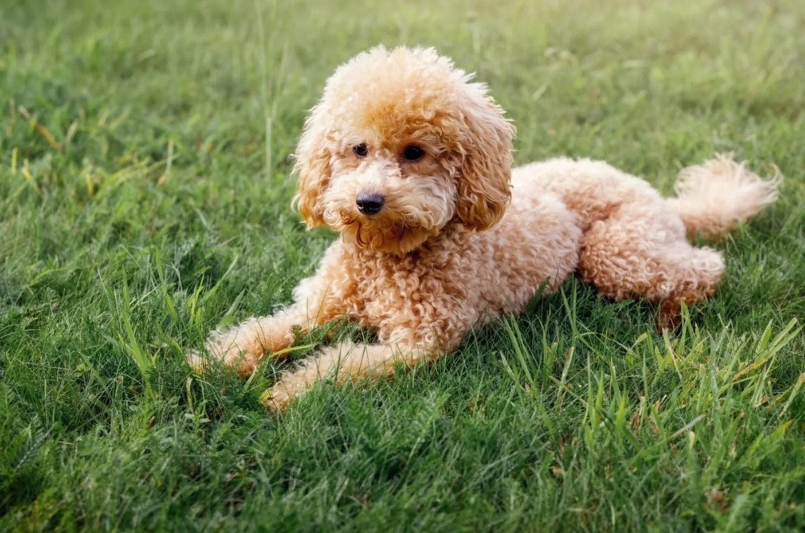 mini poodle lying on the grass