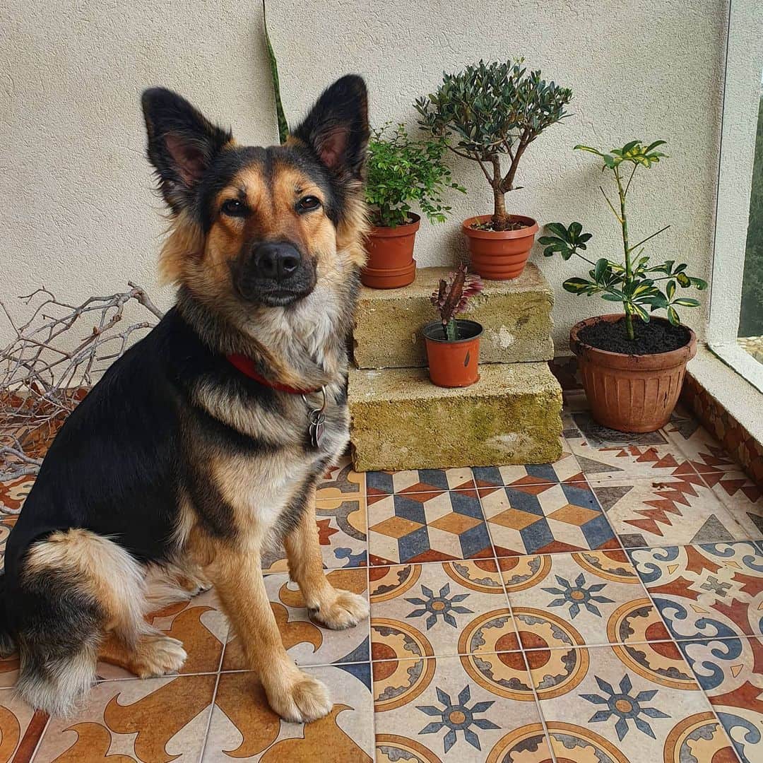 miniature german shepherd sitting on the tiles and looking at the camera