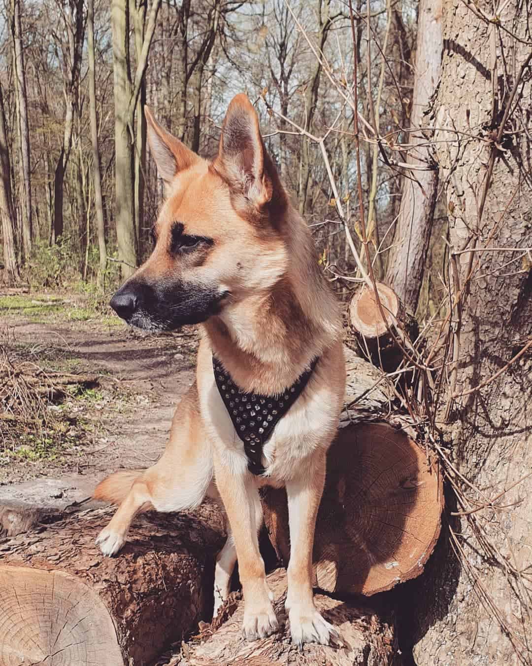 miniature german shepherd standing on a tree in the forest