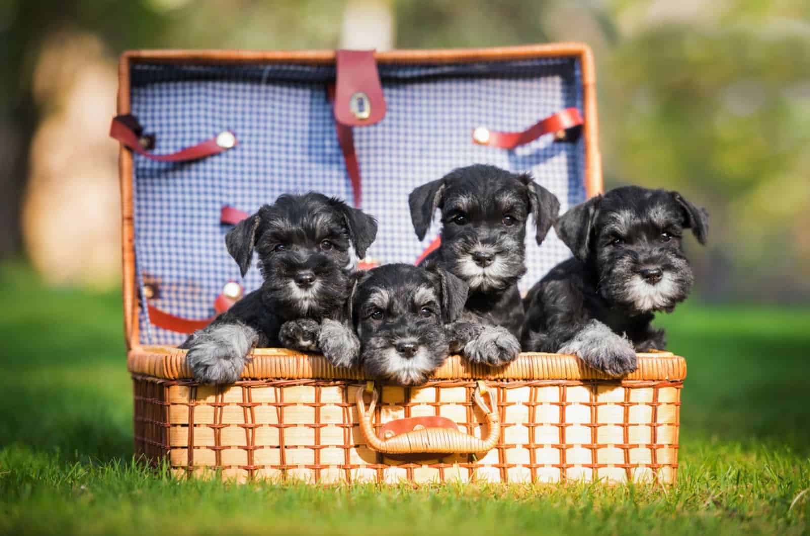 miniature schnauzer puppies sitting in a suitcase