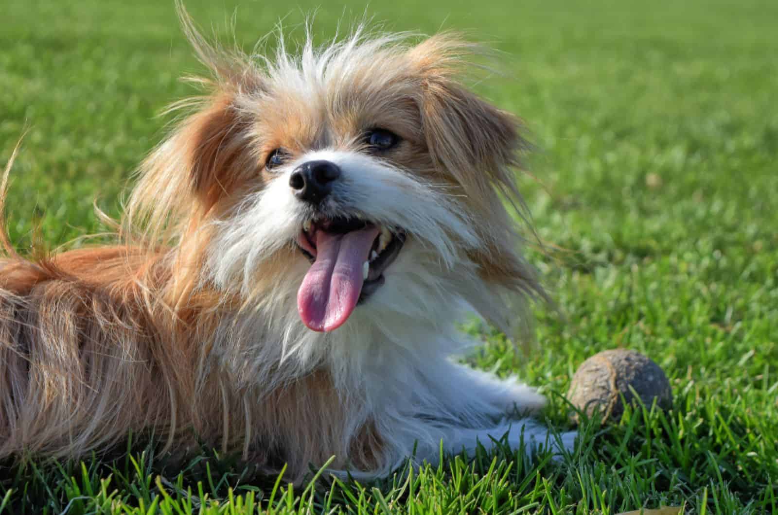 morkie dog lying in the grass and playing with a ball