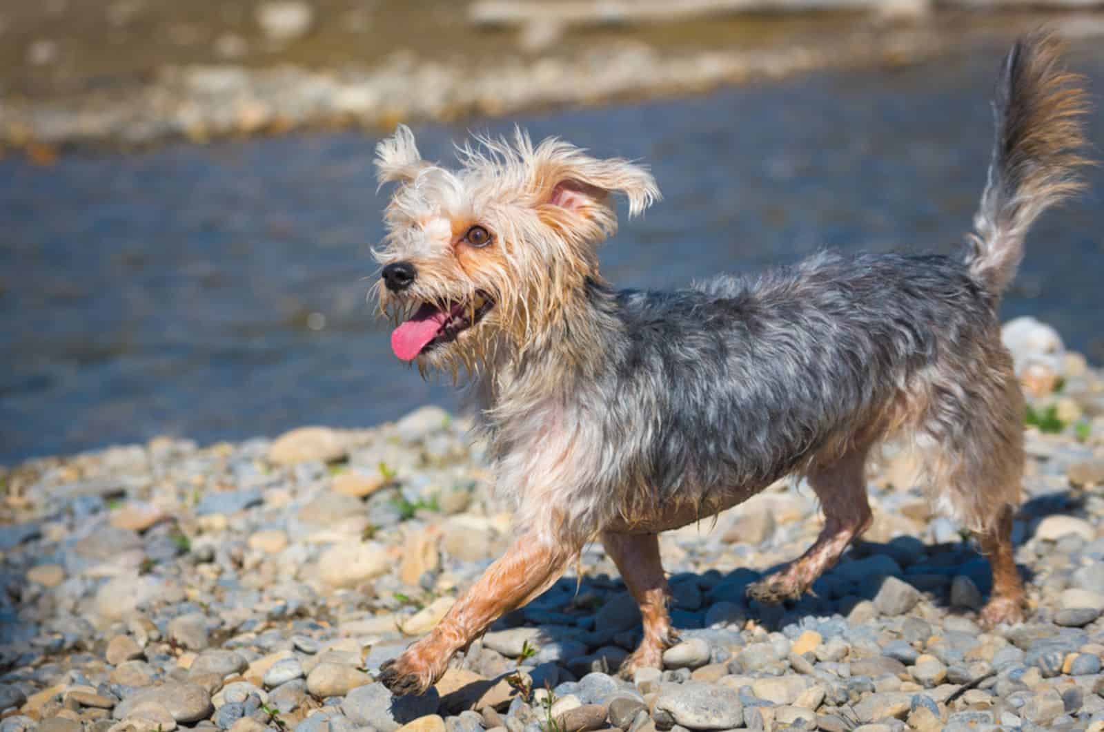 morkie dog running on the beach