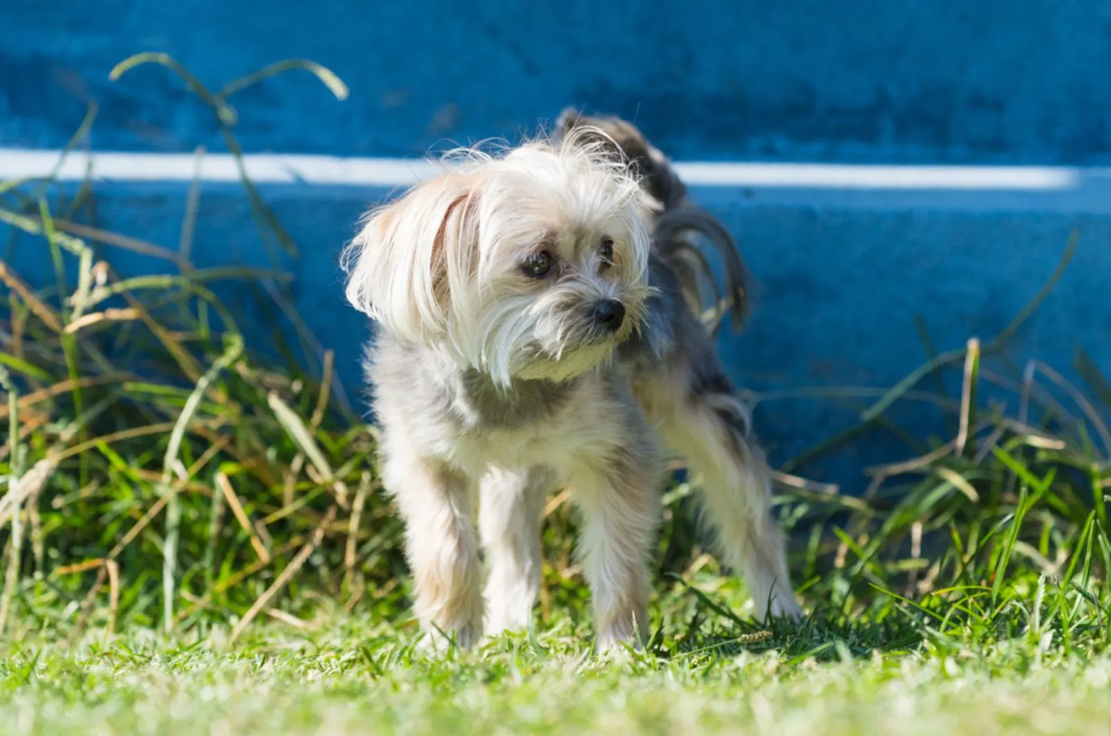 morkie dog standing outdoors in the grass