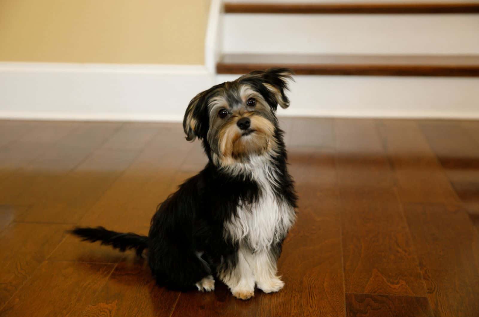 morkie puppy sitting on the floor