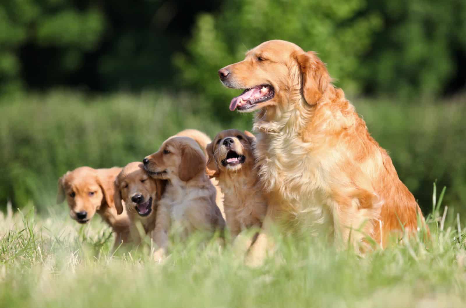 mother golden retriever and her puppies on a meadow