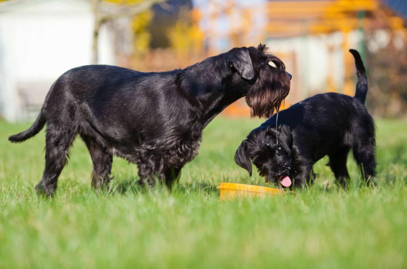 mother standard schnauzer and her puppy in the yard