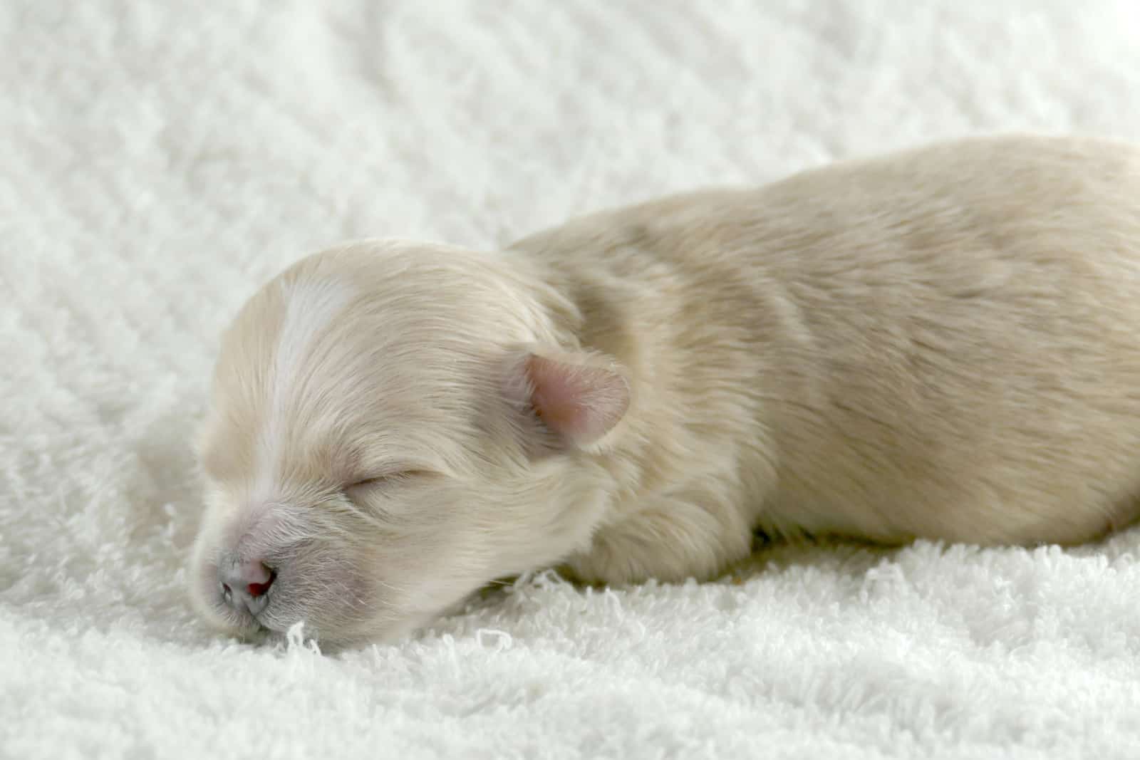 newborn cream maltipoo puppy