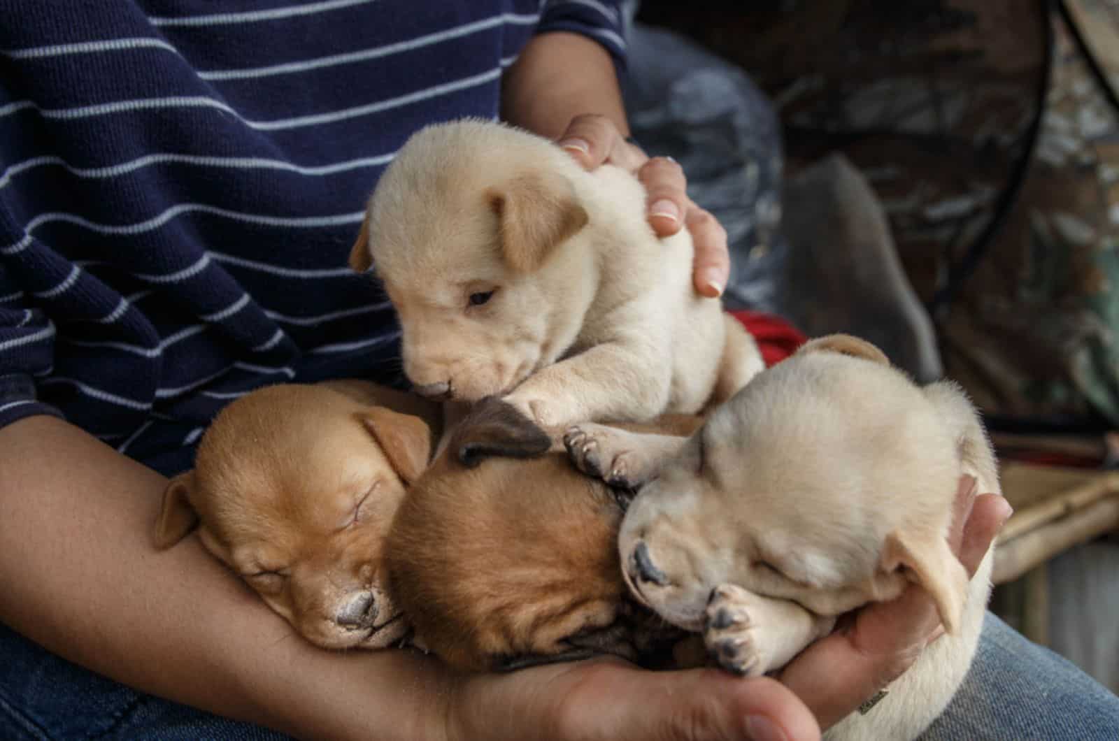 newborn pitbull puppies in woman's hands