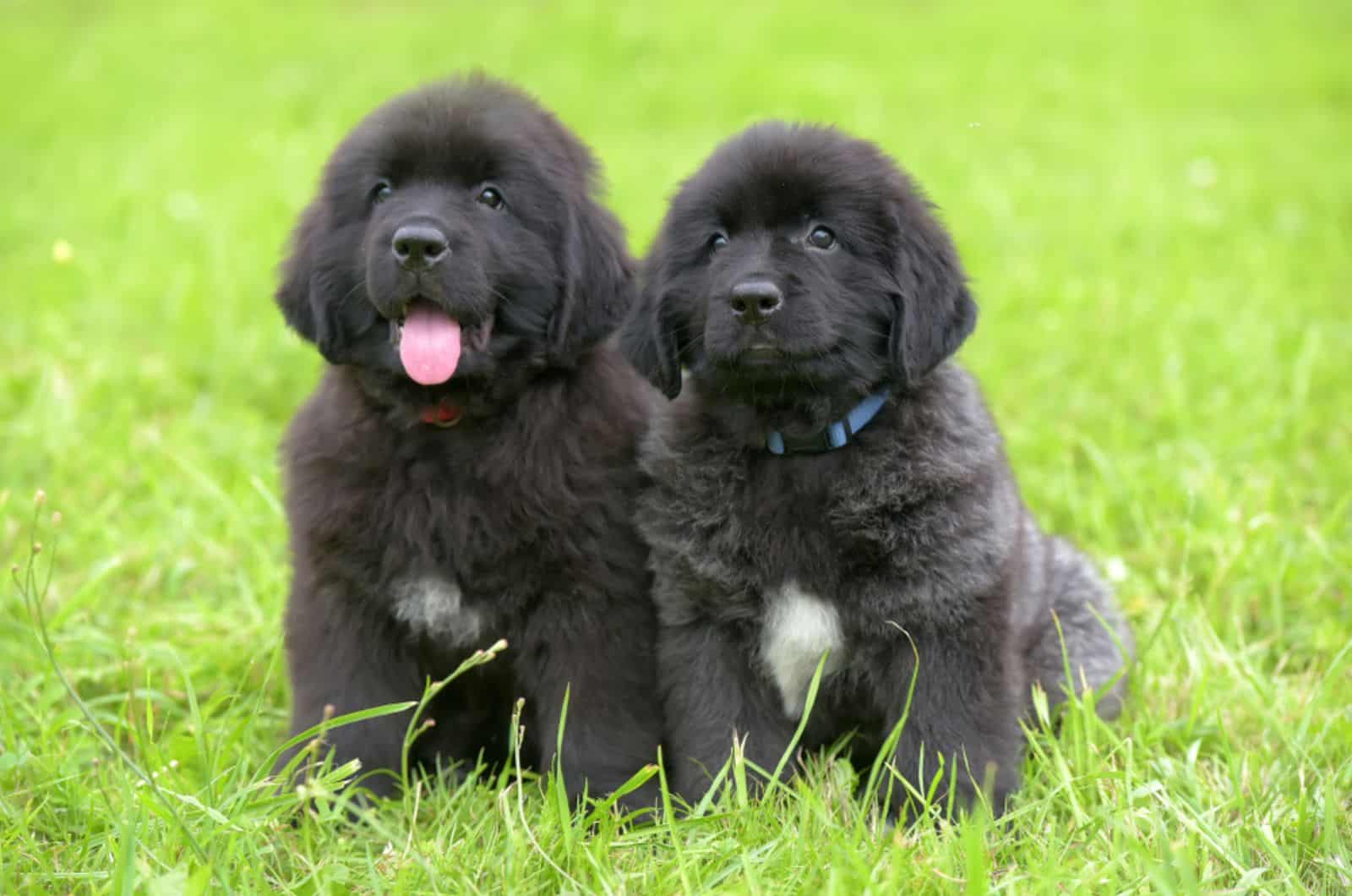 newfoundland puppies sitting in the grass