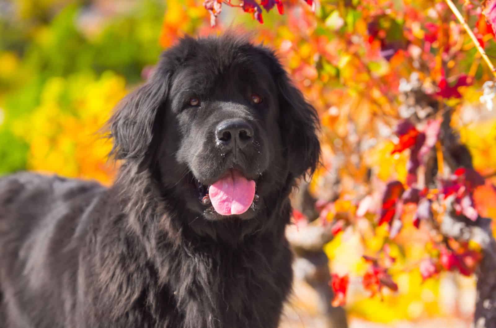 newfoundland dog in nature