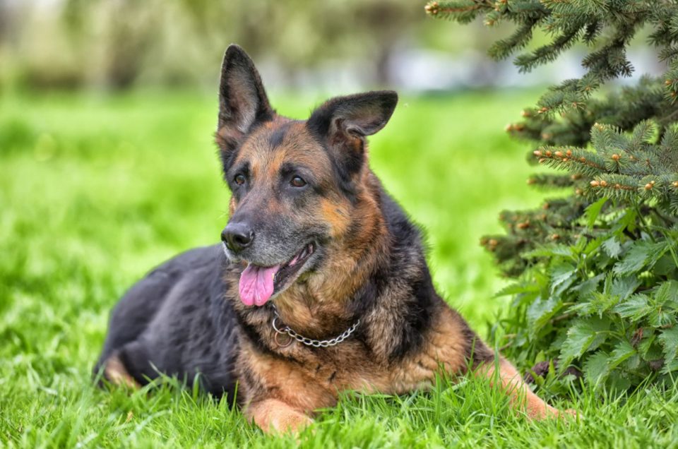 The German Shepherd Lifespan Is It Too Short Or Good Enough?