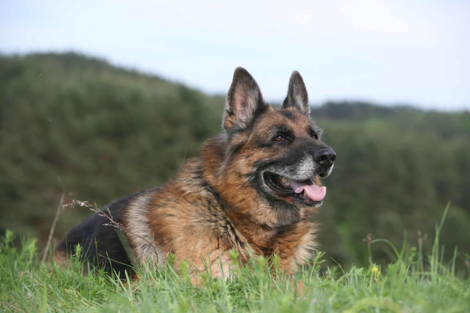 old german shepherd in a grass