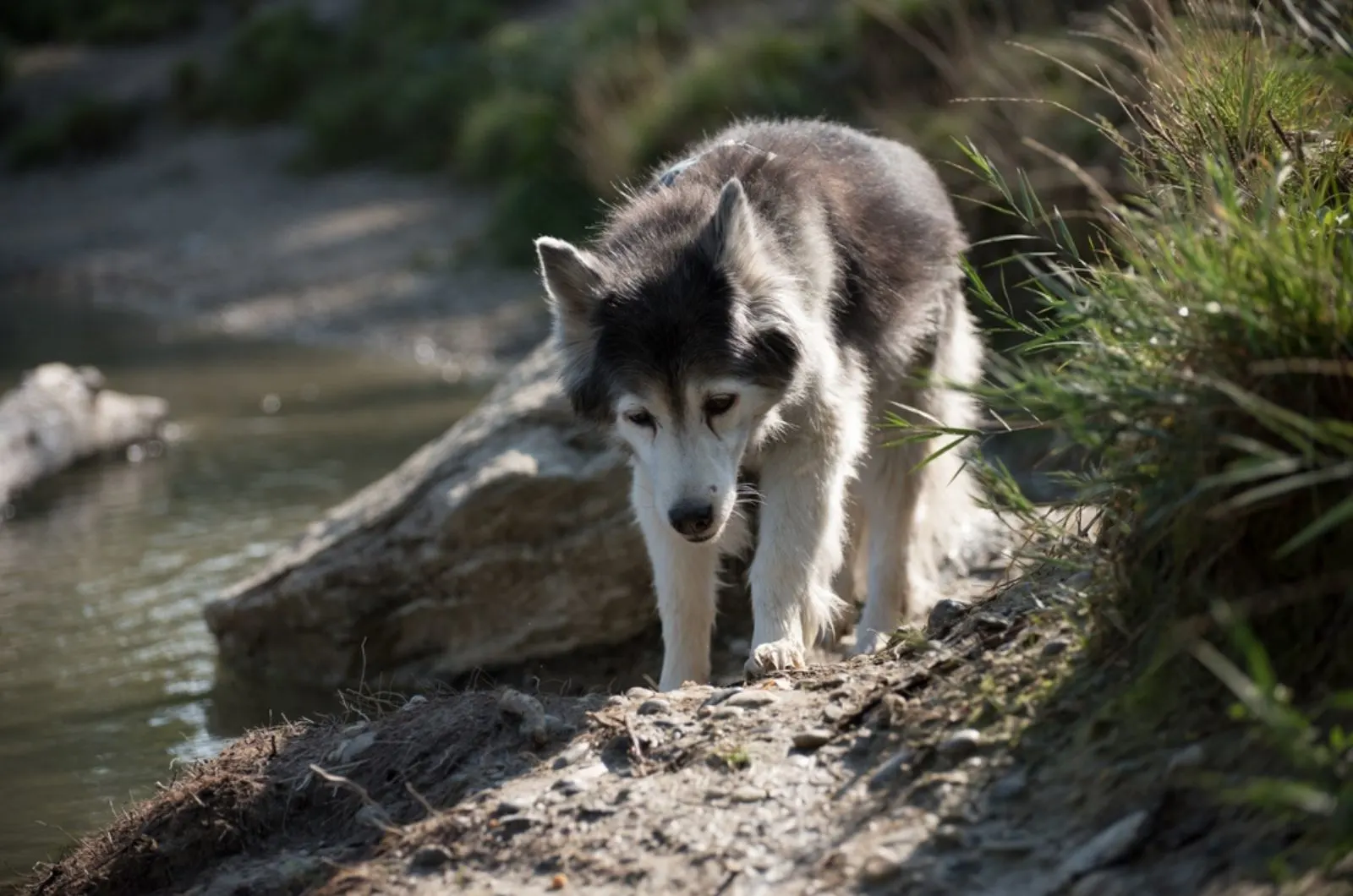 old husky dog walking near the river