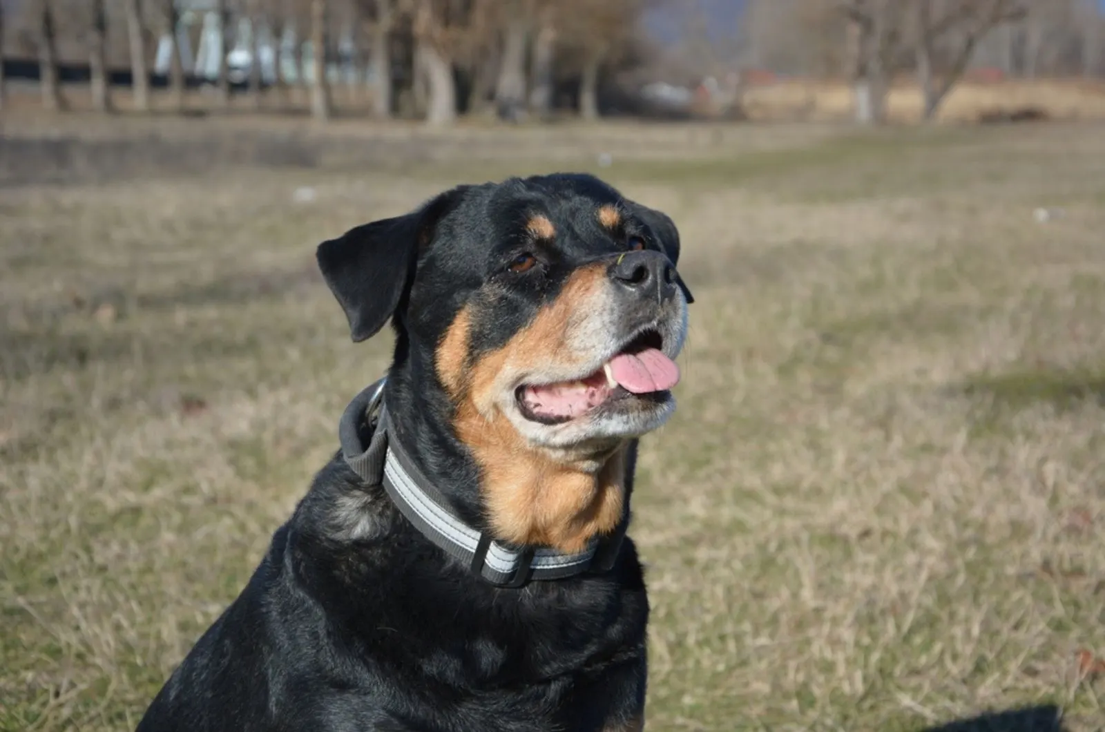 old rottweiler in nature