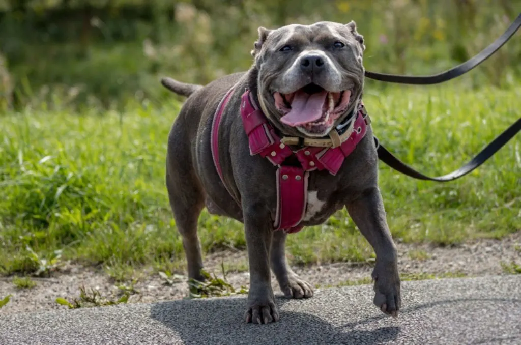 overweight staffordshire bull terrier walking in nature