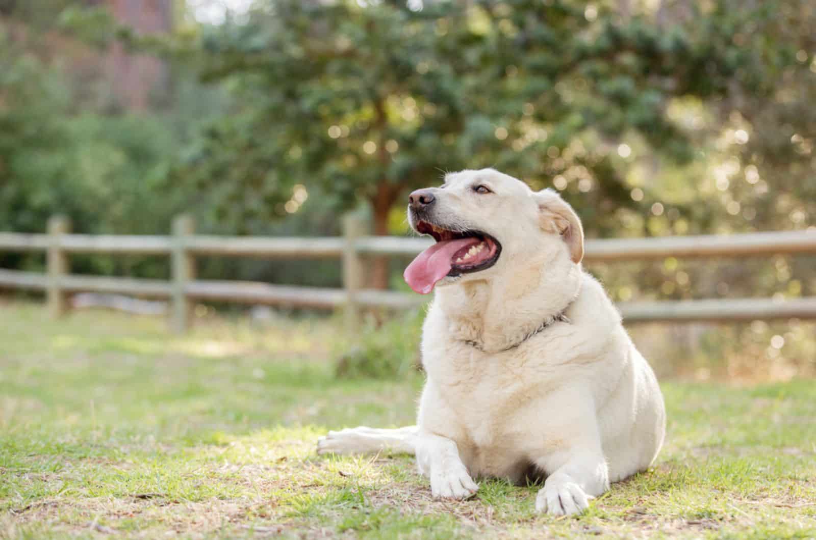 overweight white labrador retriever lying on the grass