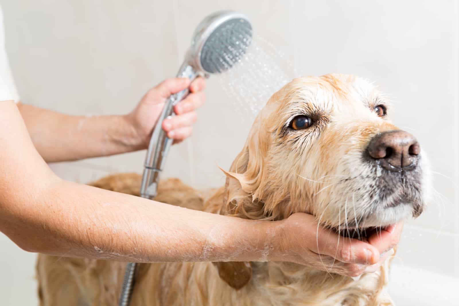 owner bathing their golden retriever