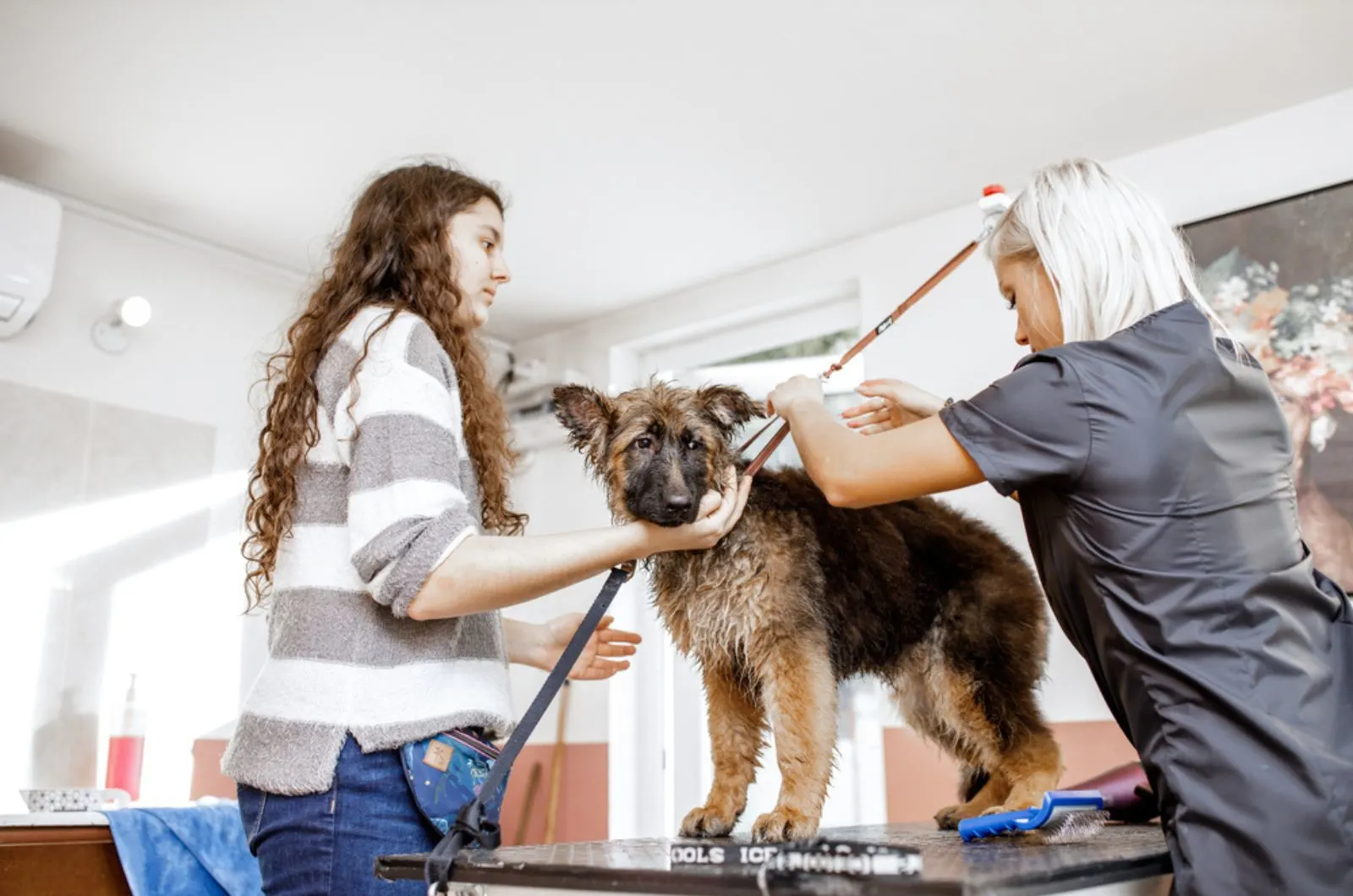 owner is helping to the professional groomer at salon