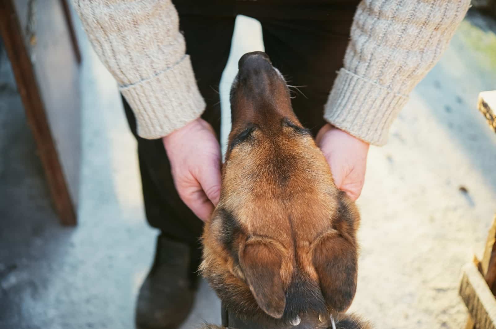 owner petting German Shepherd