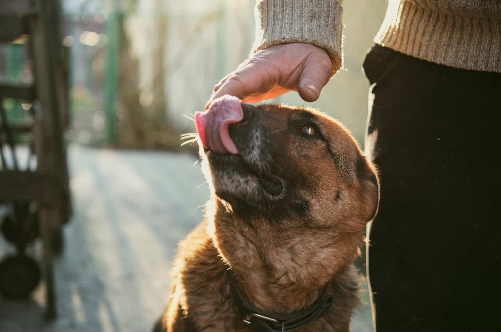 owner petting happy German Shepherd