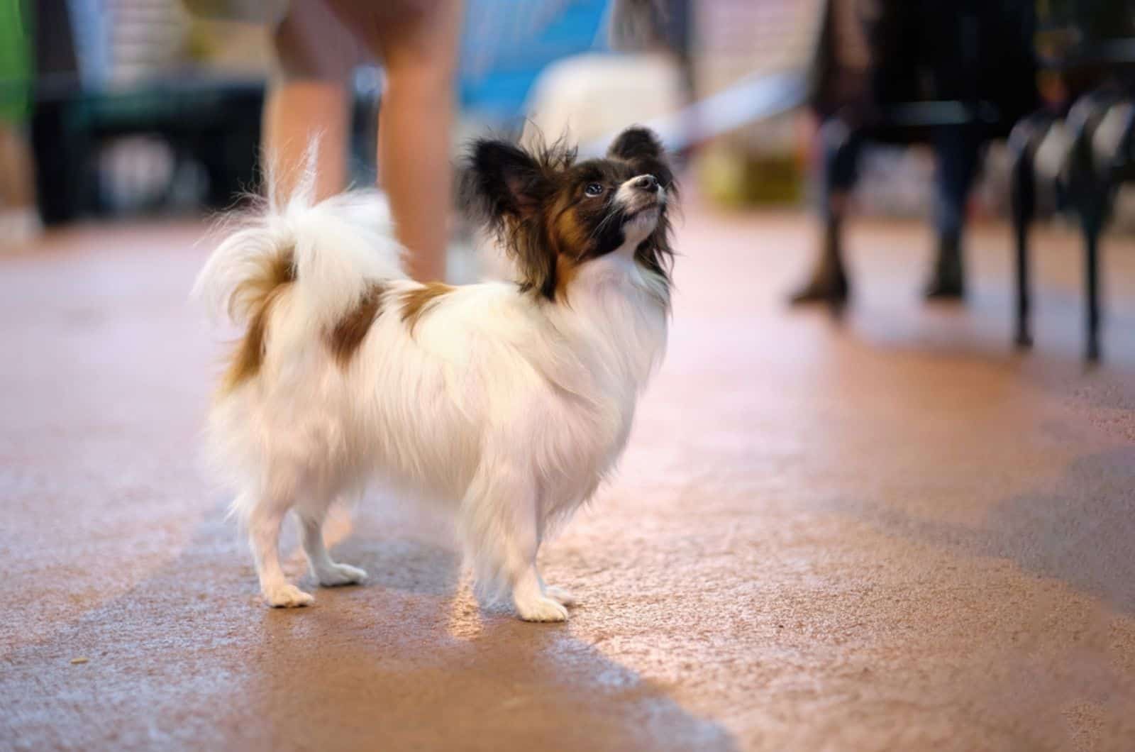 papillon dog standing on the street