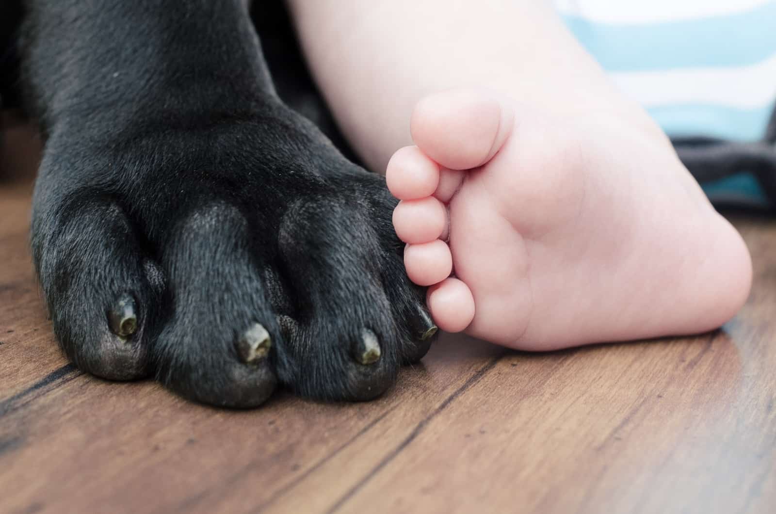 paw and little kid's foot