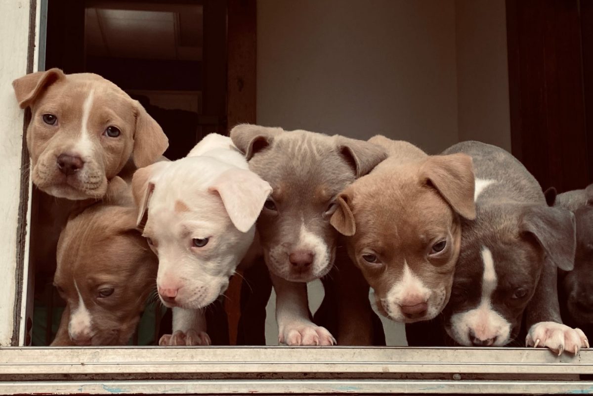 How To Train A Pitbull Puppy Not To Bite — 11 Great Tips