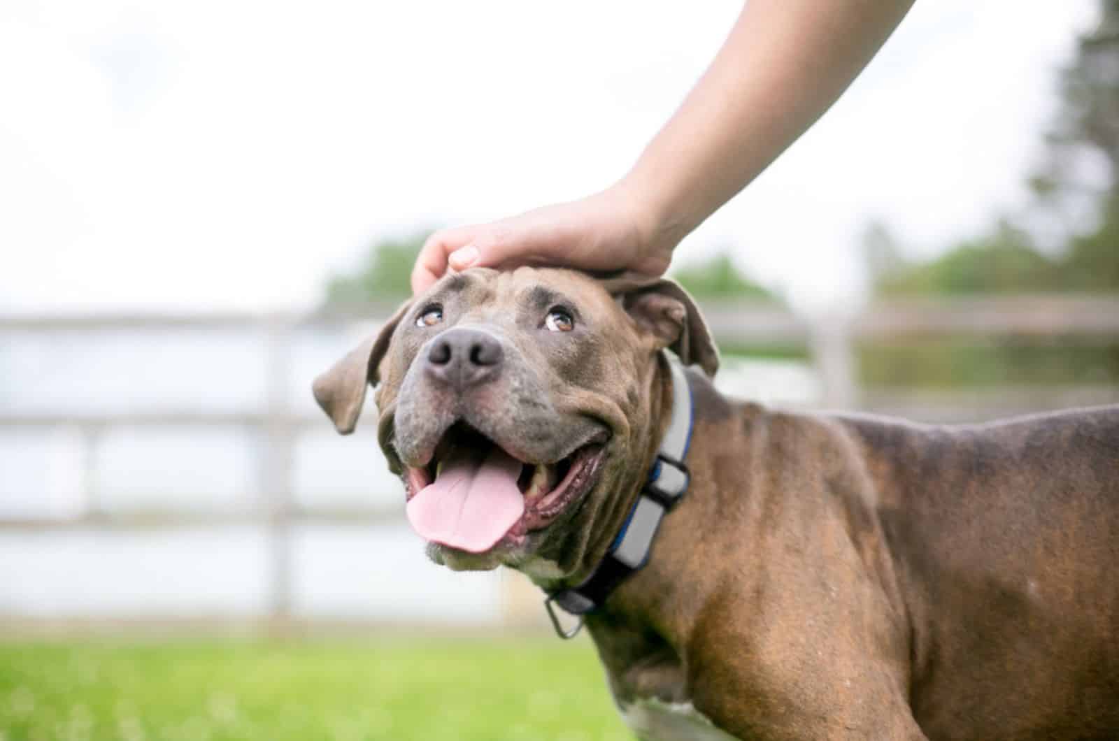 pit bull dog outdoors