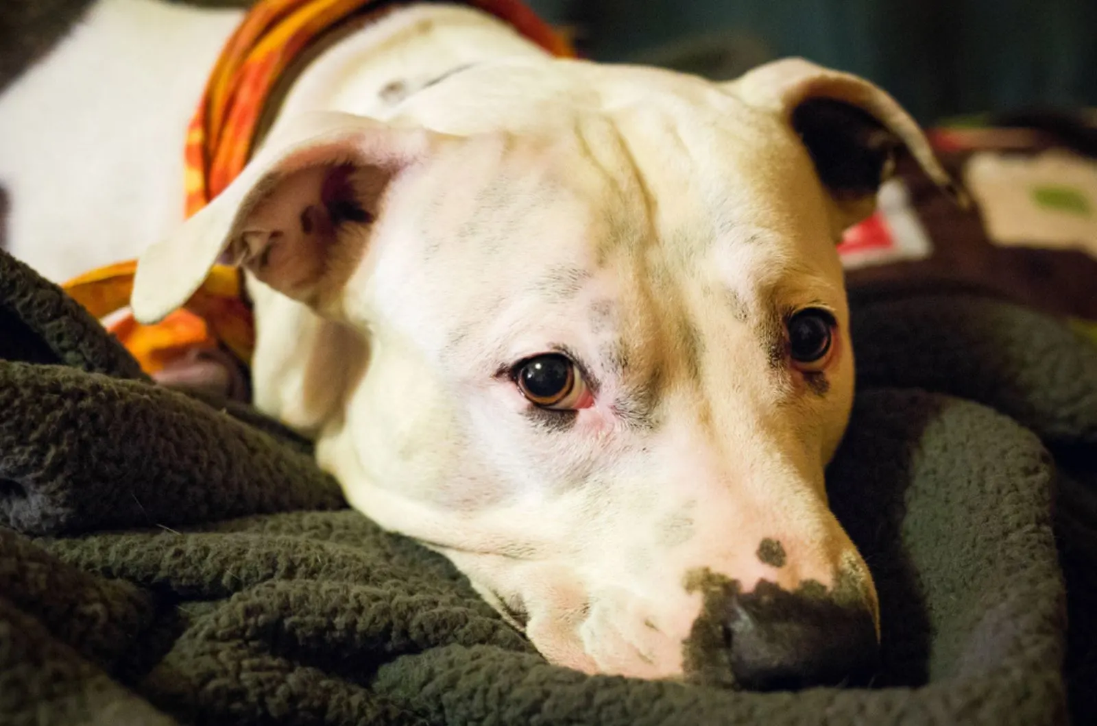 pitbull dog lying on the blanket