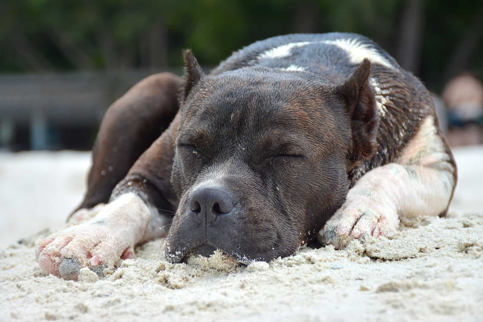 pitbull sleeping on the beach dog lying on the sand