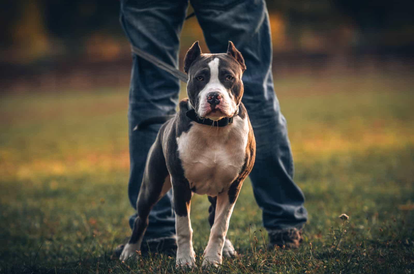 pitbull standing in front of his owner in the park