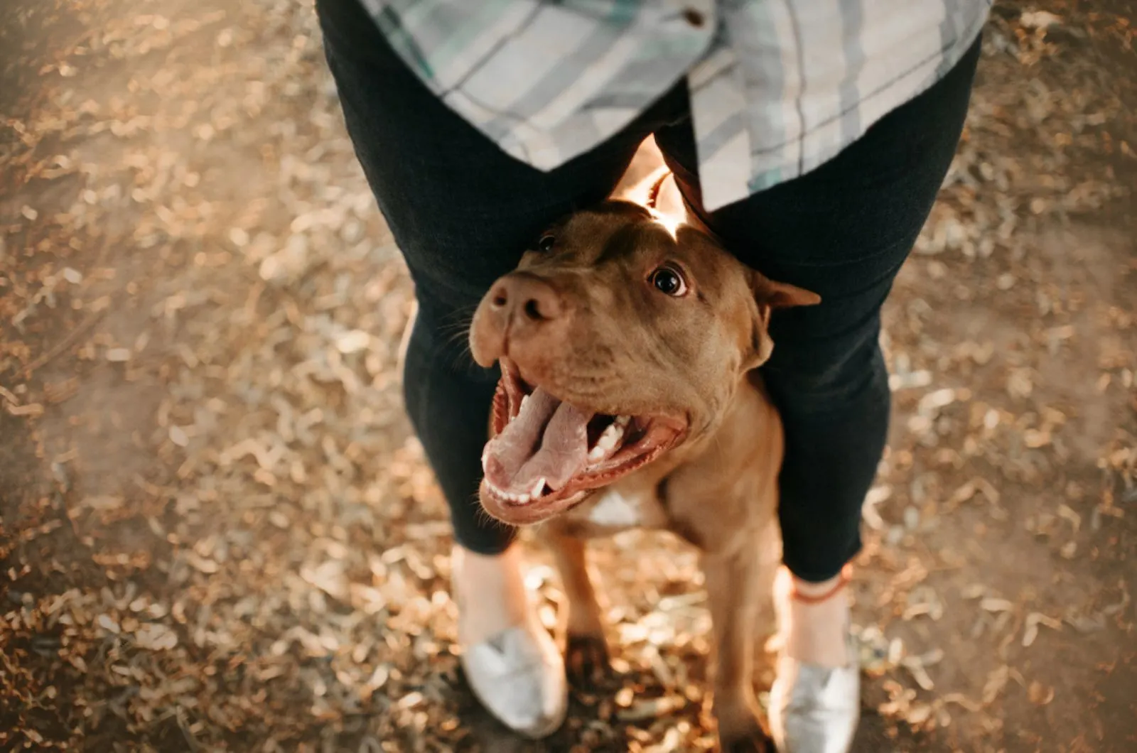 pitbull terrier dog standing between owner legs outdoors