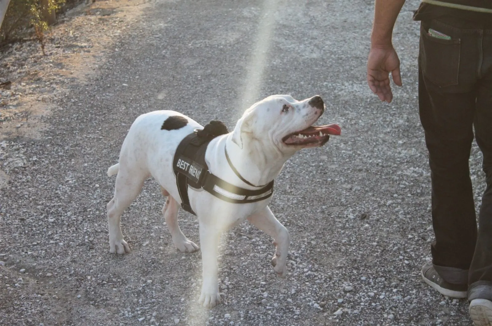 pitbull walking with his owner on the road