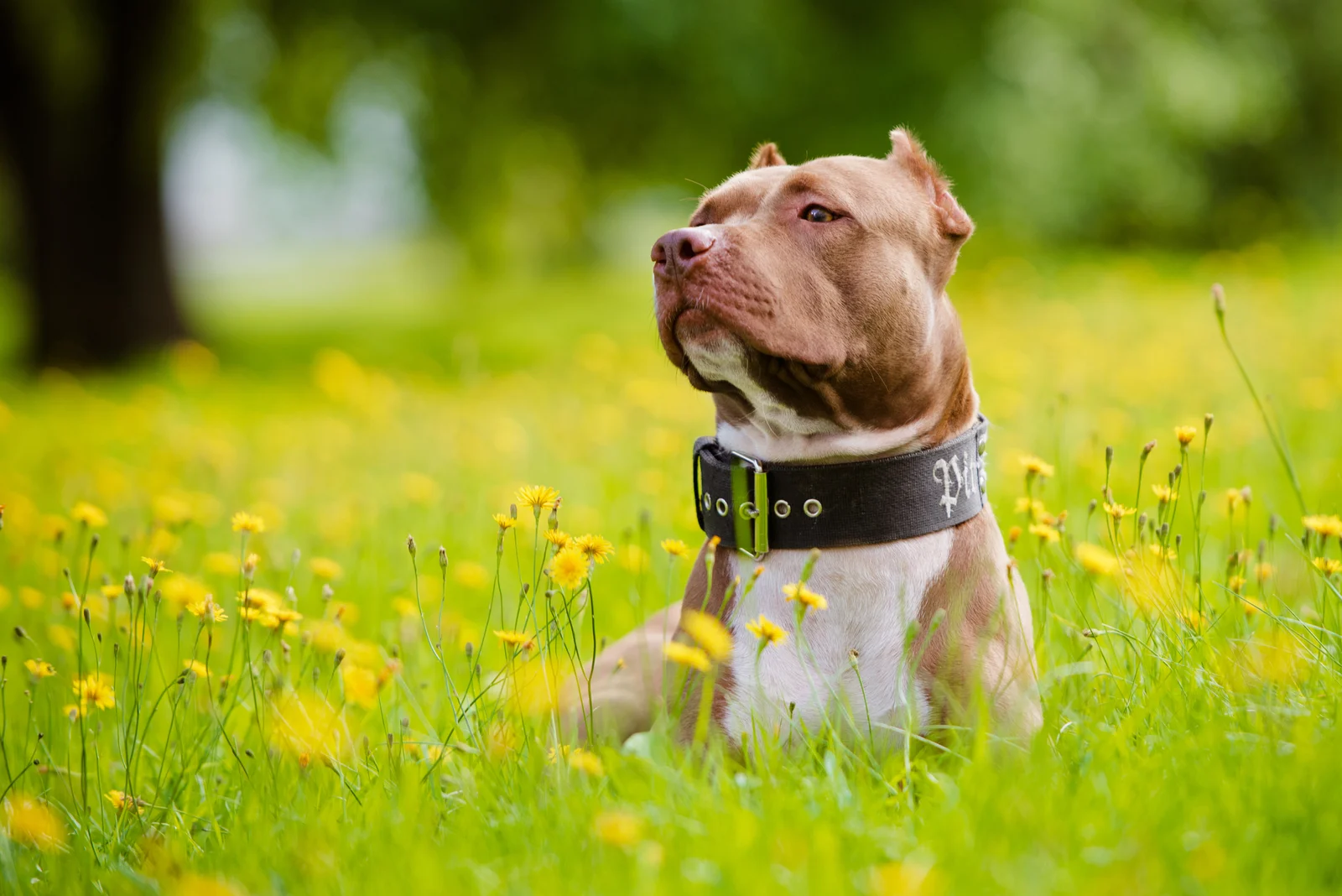 pitbull with cropped ears sitting in flower field