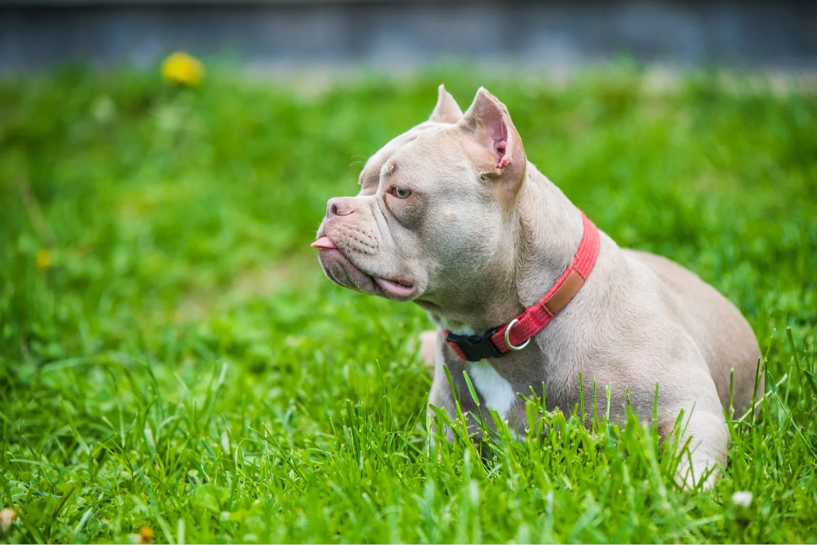 pocket sized pitbull standing in grass outdoor