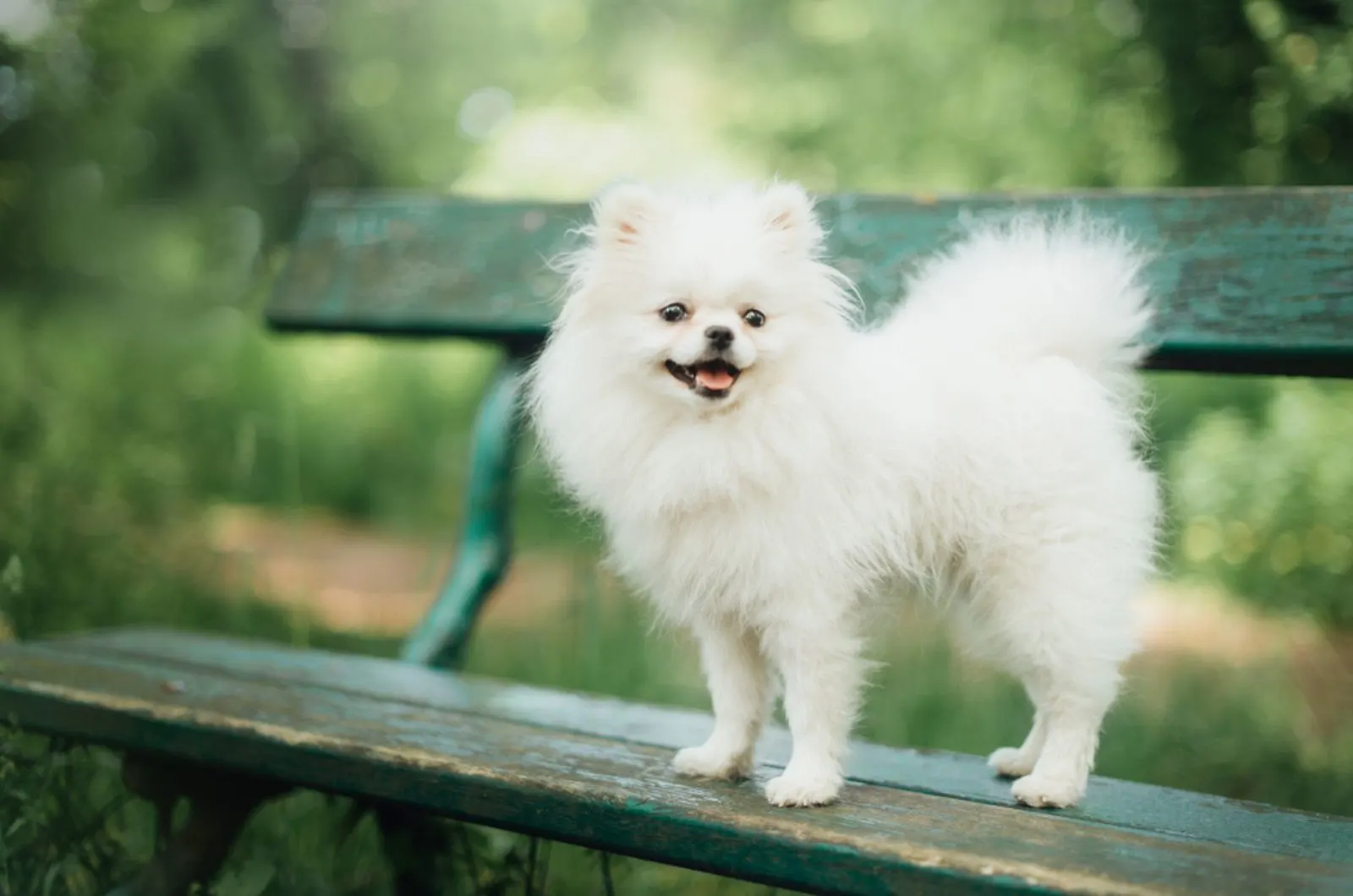 pomeranian dog standing on the bench