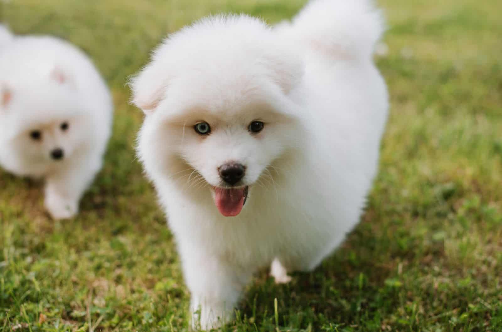 pomsky puppy standing on the grass