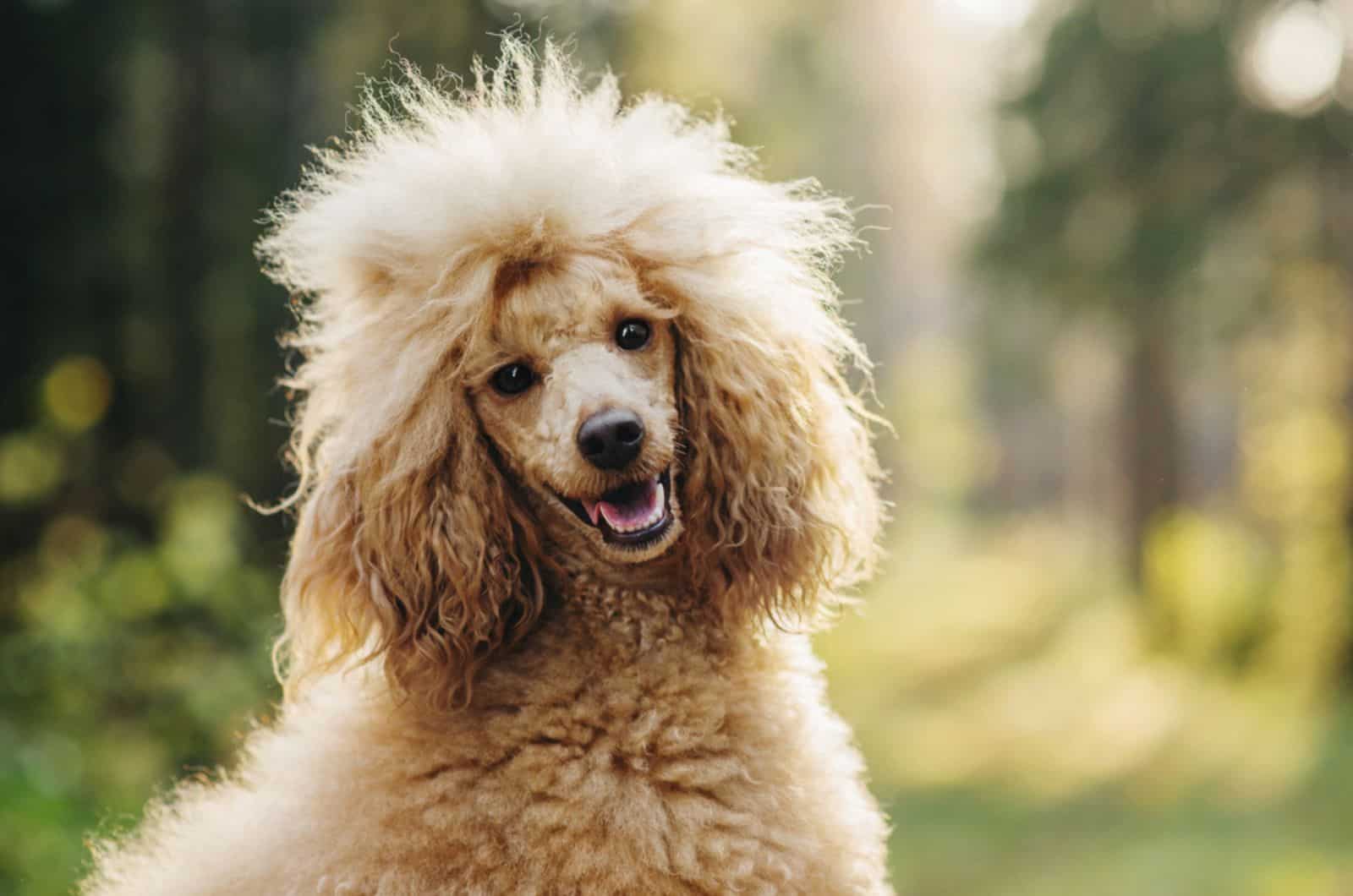 poodle dog in nature