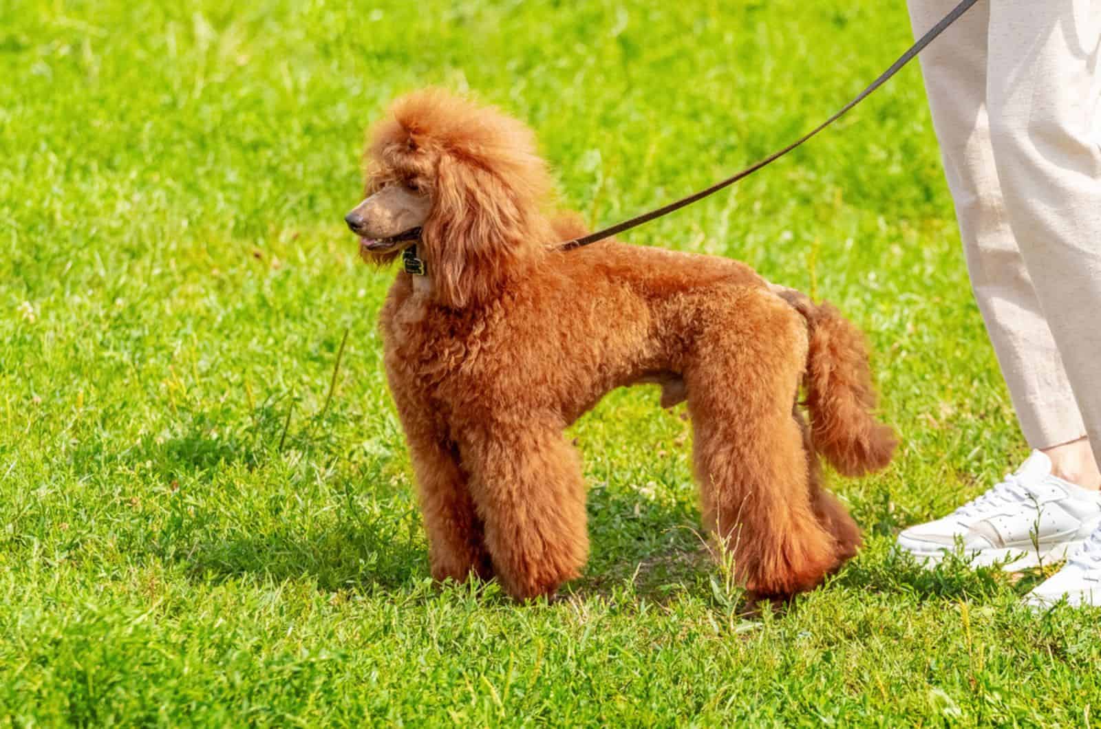 poodle dog on a leash walking in the park with his owner