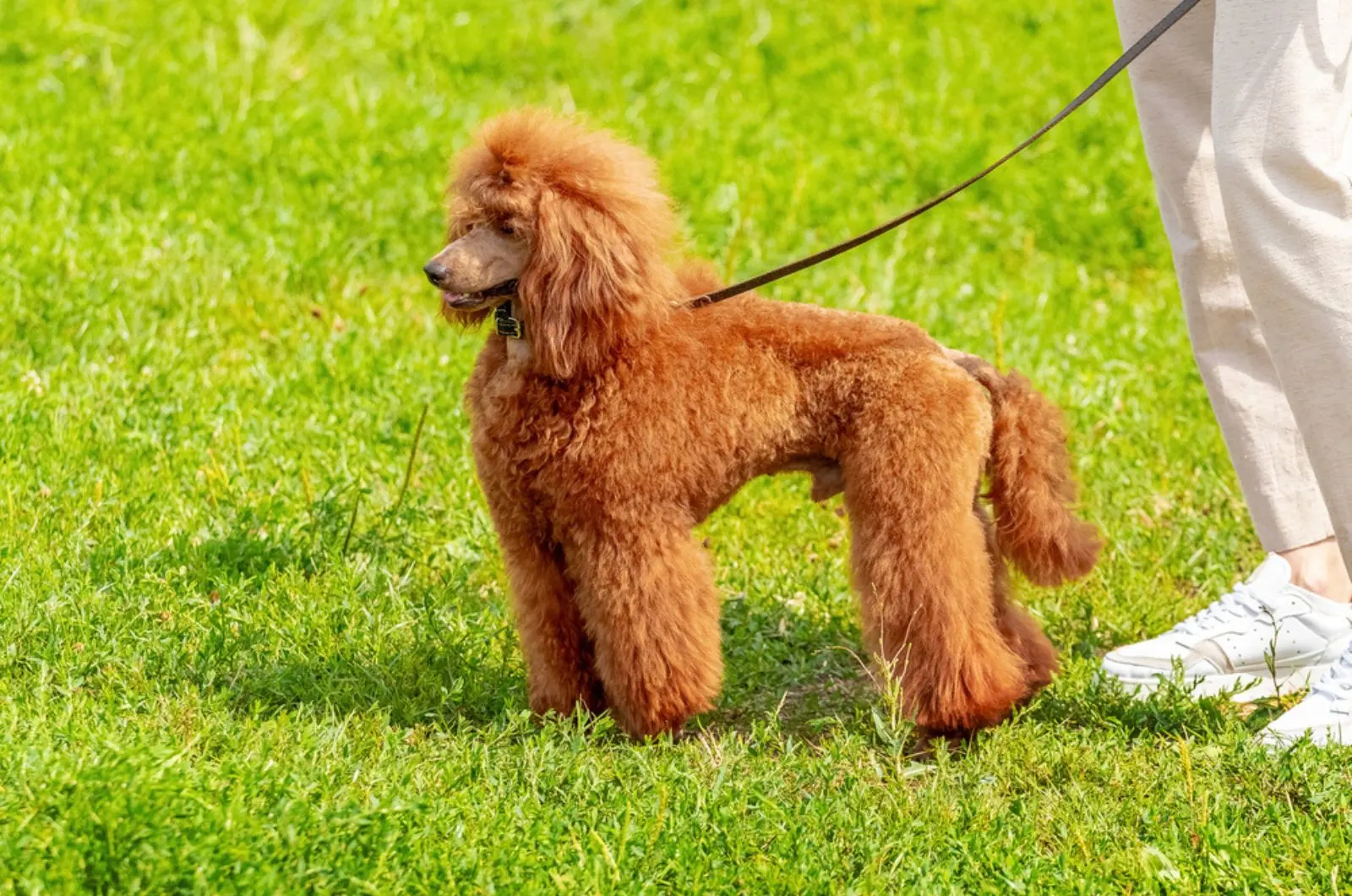 poodle dog on a leash walking in the park with his owner