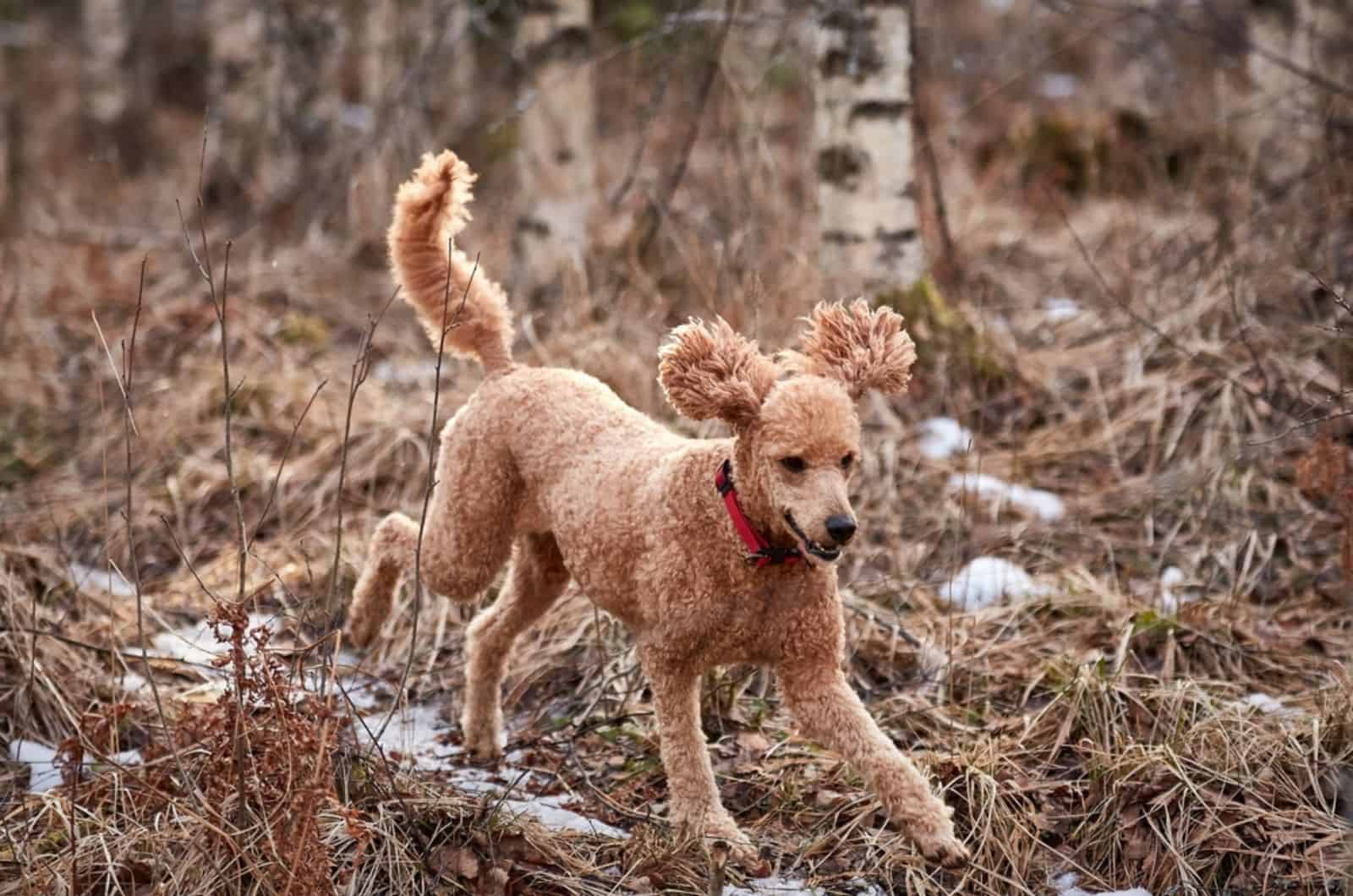 poodle running on icy forest path while hunting
