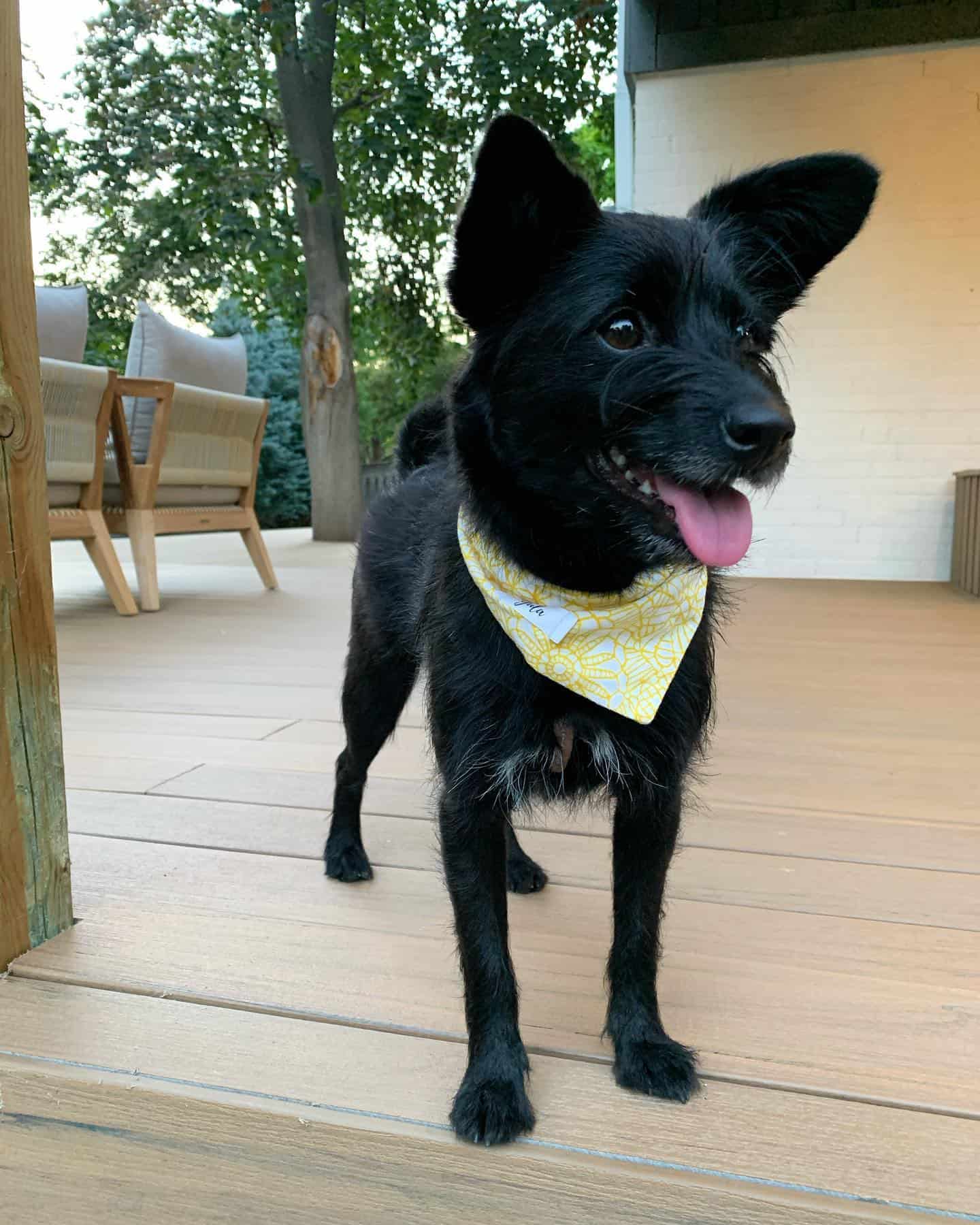 pooshi standing outdoor on the porch