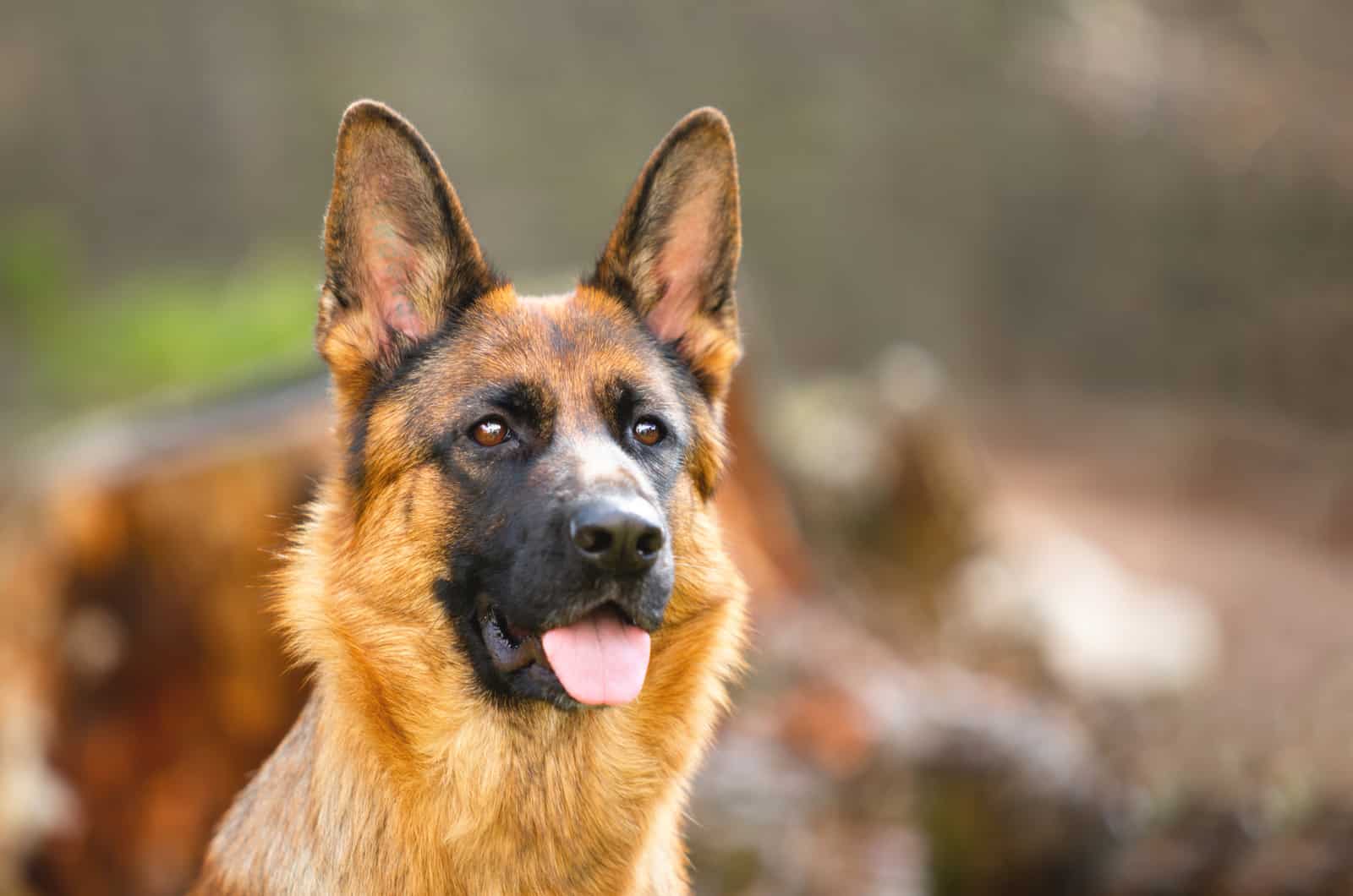 portrait of a grown german shepherd